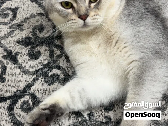سكوتش ستريت