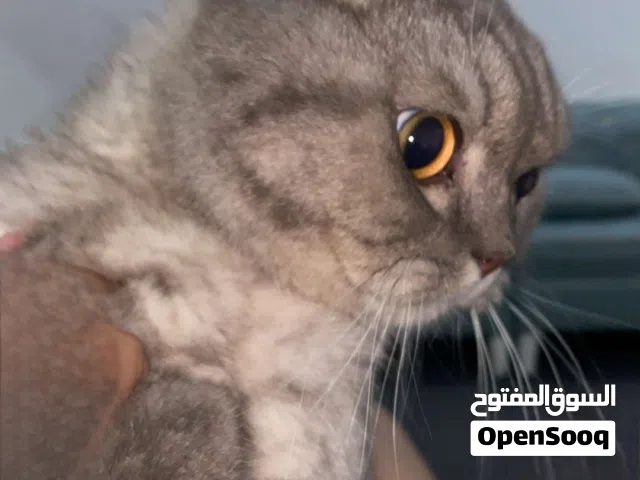قطوه للبيع سكوتش فولد