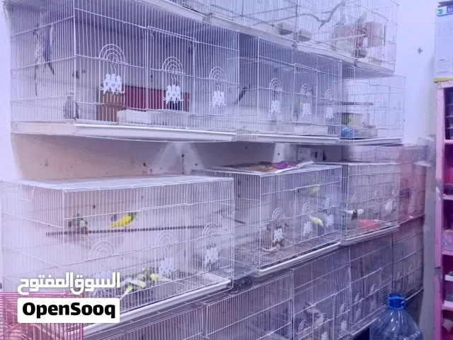 سلام عليكم اقفاص الطيور مشكل
