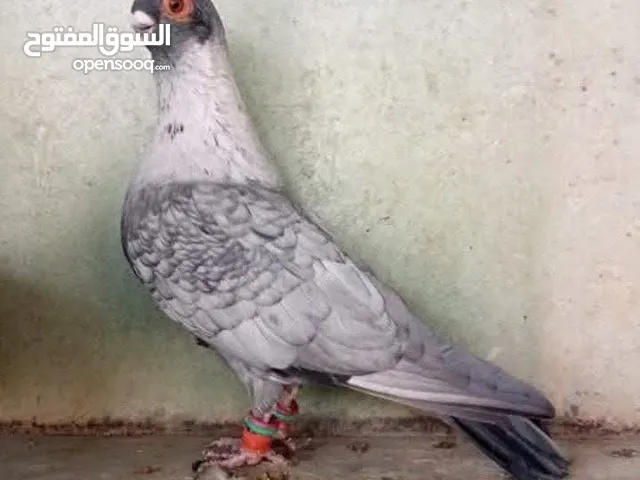 يوسف علي عوض الله الترابين