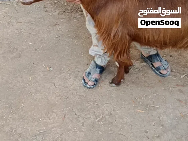 بسم الله ماشاء الله عنز شامية وراها سخلة عمرها ثلاث شهور