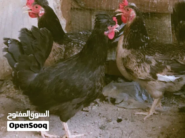 متاح ثلاث دجاجات كحالي