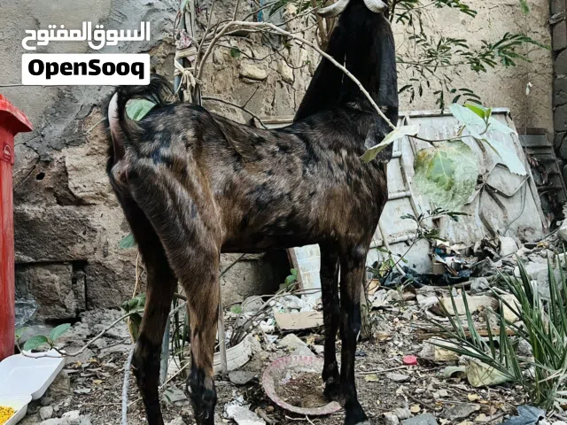 صخلة افغانية نمرية اصلية