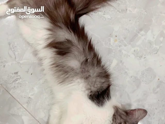 قطه شيرازيه انثا