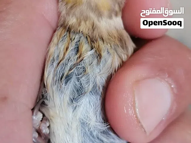 فرج جغل دكر لله يبارك لبيسمع