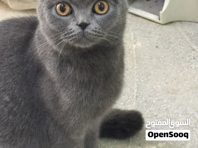 للبيع قطه انثي سكوتش فولد