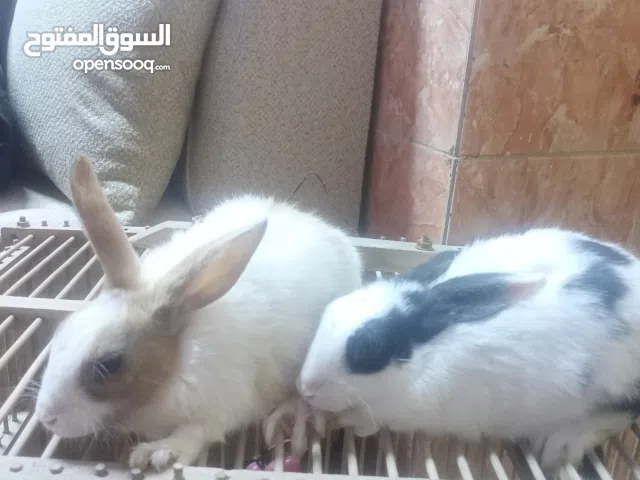 ارانب صغار عدد 6ازوج ب10