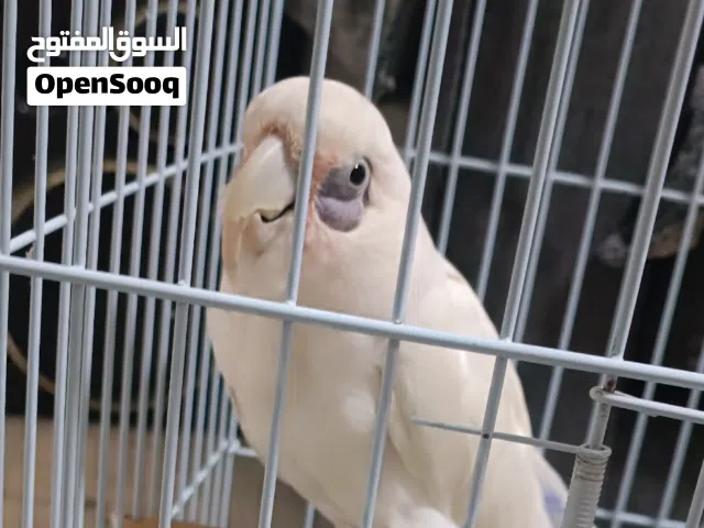 كوكاتو للبيع