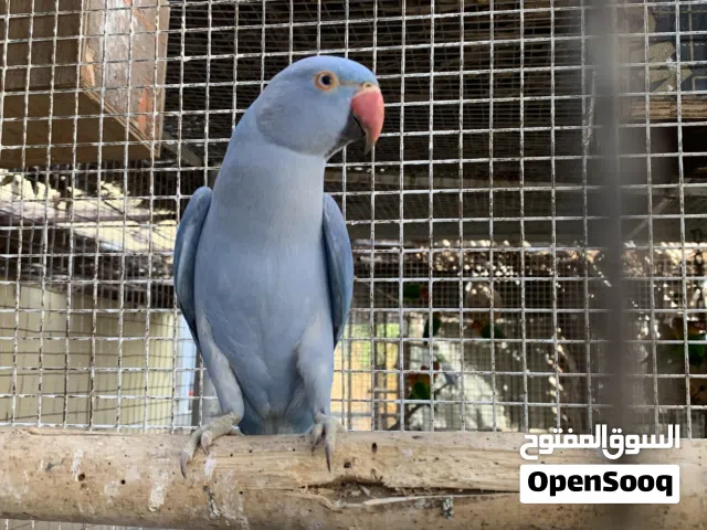 بغبغاء درة ازرق