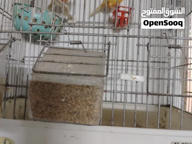 طيور للبيع