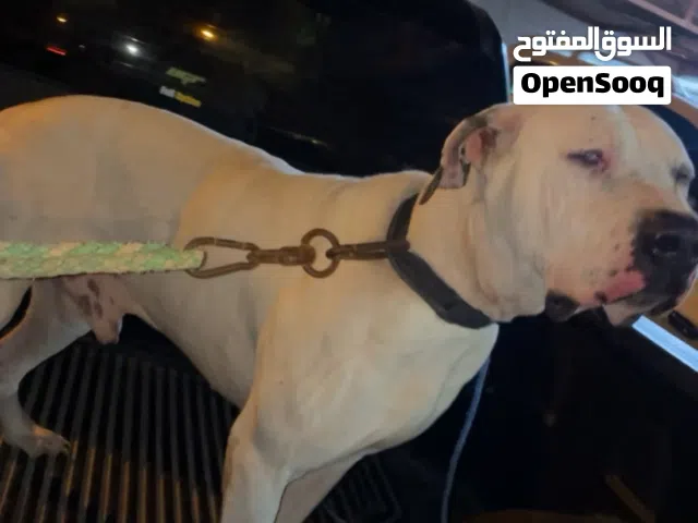 بولي بكستاني