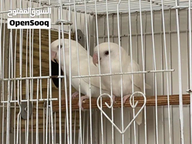 زوج روز البينو مع الملحقات
