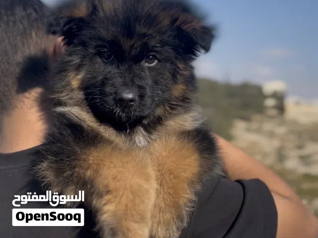 ذكر جيرمن العمر 3شهور