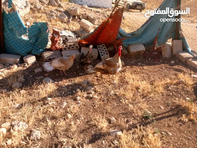 موجود ذكر ونثايتين شغلات