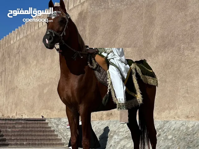 حصان جمال عربي وفرس انجليزيه
