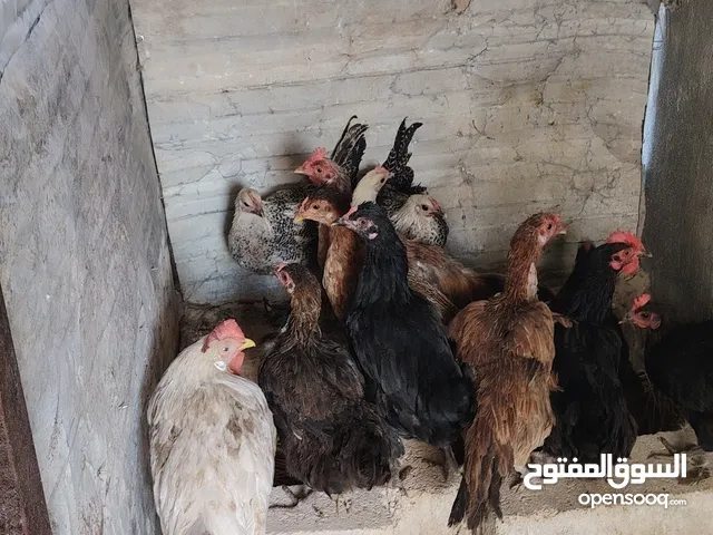 جاج للبيع بسعر مناسب