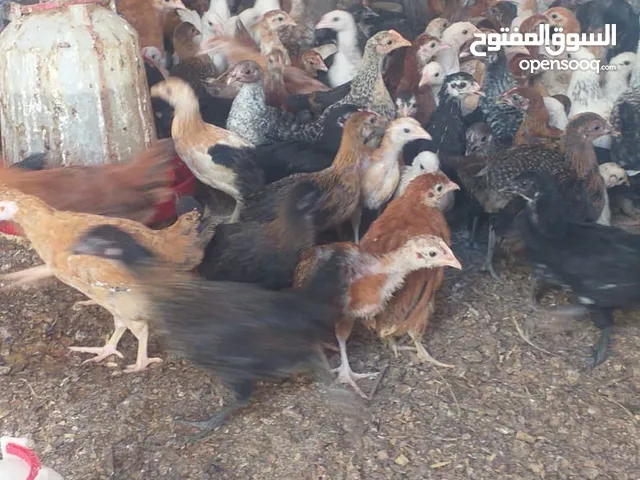 دجاج هجين عماني فرنسي