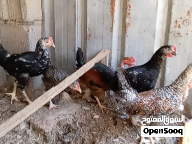 فروج للبيع ما اعرف بيهن دجاجات اثنين وربع اديوجه او كلهن اديوجه للبيع كلهن شلع