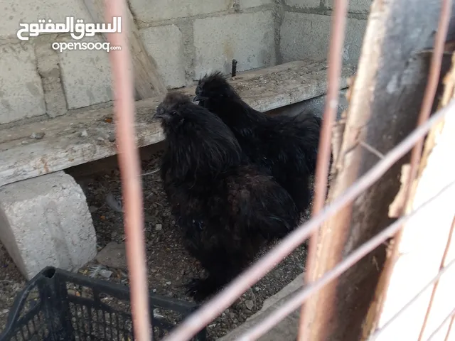 ديكين شغالات