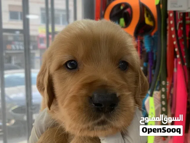 جولدن ريتريفر جراء.. Golden retriever