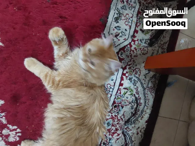 قطه شيرازي عمر 5 شهور
