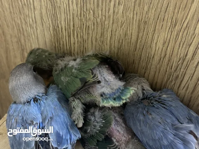 روز لف بيرد و فروخه