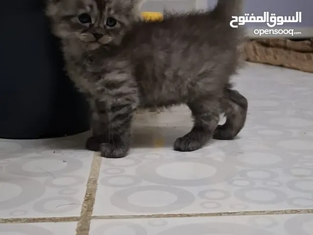 كتن شيرازي بيور للبيع