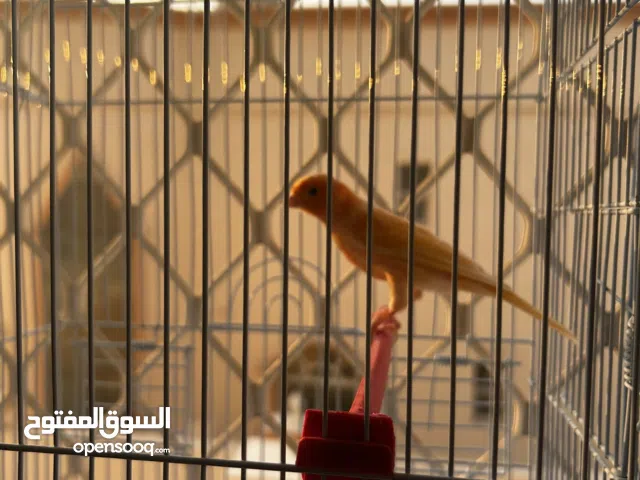 طيور كناري الجميلة تغريد قوي وصوت جميل نظيفة وبصحة جيدة ومنتجة اكثر من مرة للبيع مع الأقفاص