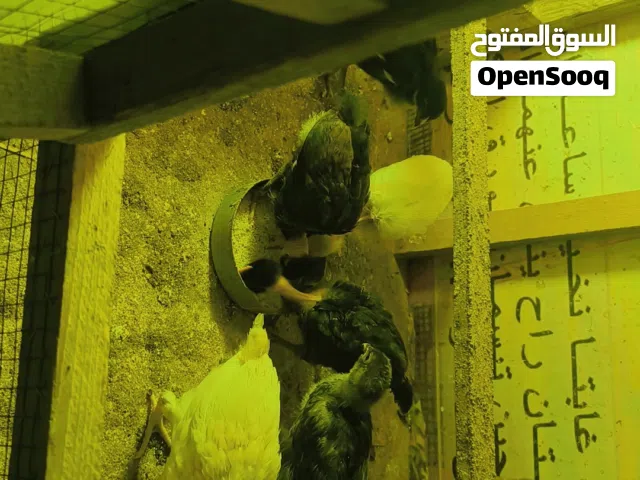 متاح افراخ عرب وافراخ اسباني