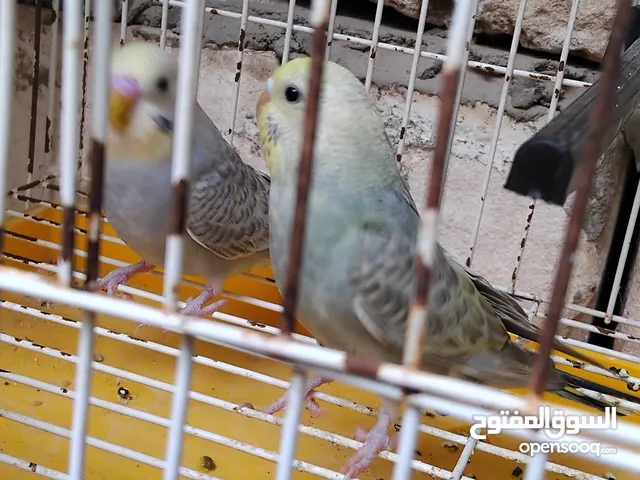 بسم الله توكلت على الله.. أقرا الوصف
