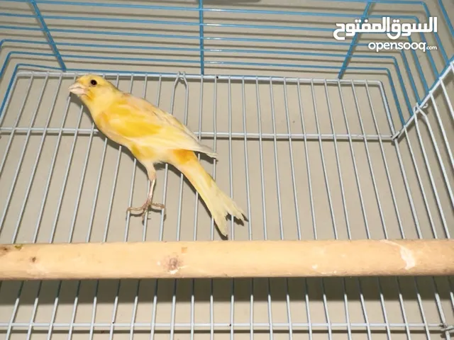 ذكر كناري مع القفص