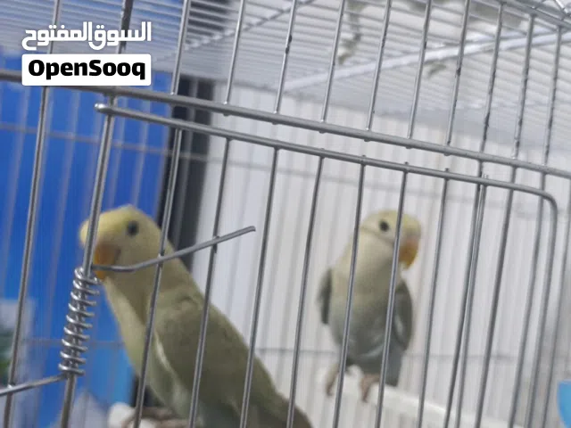كوبية روز اقرا وصف