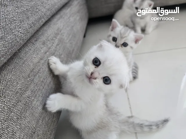 kittens Scottish fold and Scottish straight