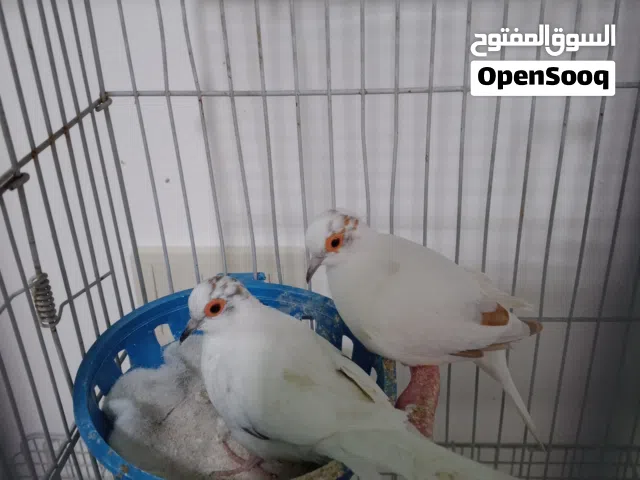 جواز حمام ماسي مشجر شغالات للبيع