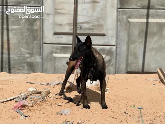 كلاب مالينوا للبيع