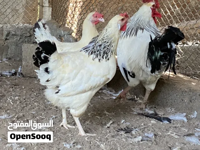 لبيع فروخ الساكس فرنسي + باكستاني + كوشن العملاق + كويتي حبب