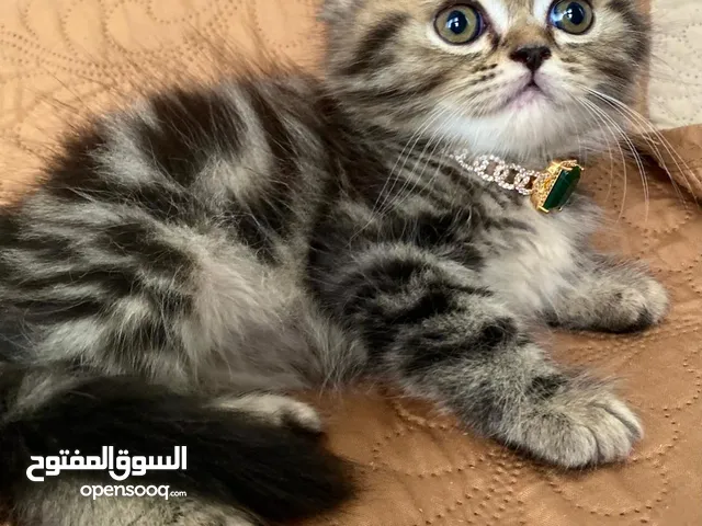 Rare Beauty:  Persian Tabby with Marble Combination