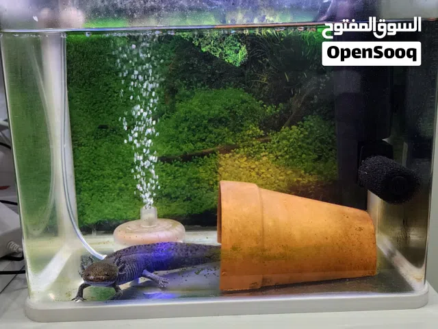 Axolotl for Sale – Complete Setup Included