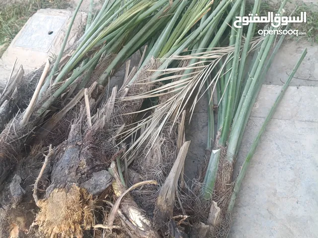 فسائل ام الدهن