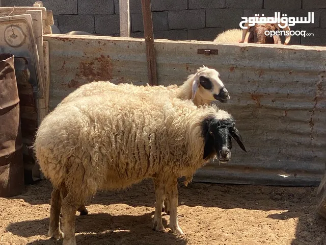 2 نعجات جامعات وحدة عشرة والتانية لا للبيع ساوم وعادي ان شاء الله صاحب اىنصيب ياخدهم وربي ايعاون