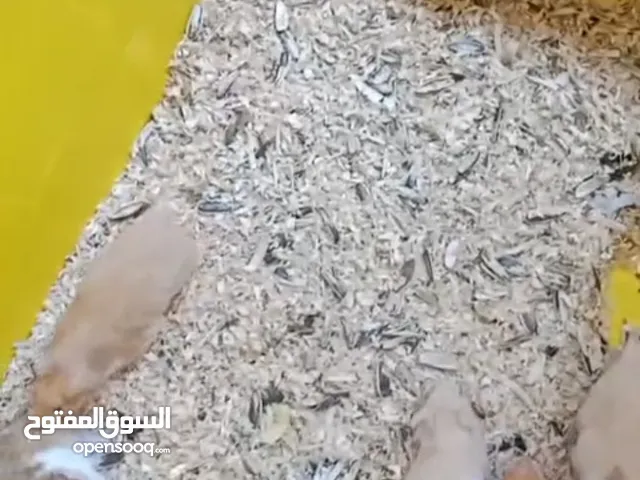 حيوانات اليفه همتارو للبيع وبسعر أقل م سوق