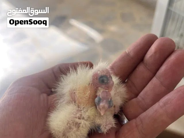 طيور كوكتيل مع 4 فراخ وبيض (سعر حرق)