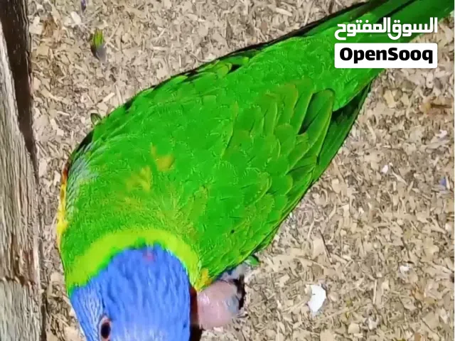زوج لوري رينبو قوس قزح منتج العمر 4 سنوات من إنتاجي ومحجل بحجلي حالياً فاضي