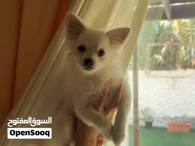 Pomeranian dog
