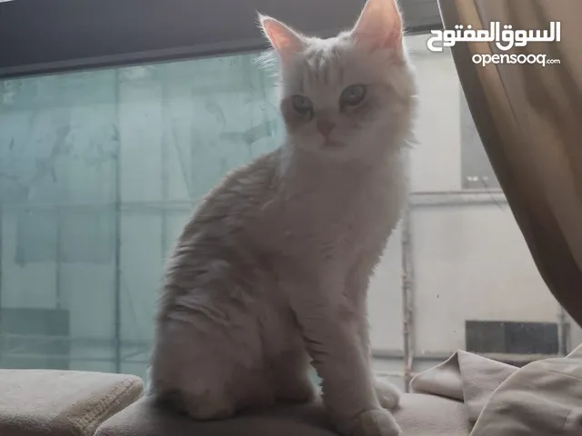 سنورة شيرازي نظيفة جدا