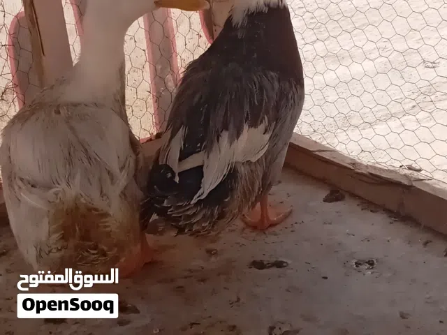 بطتين بلدي للبيع