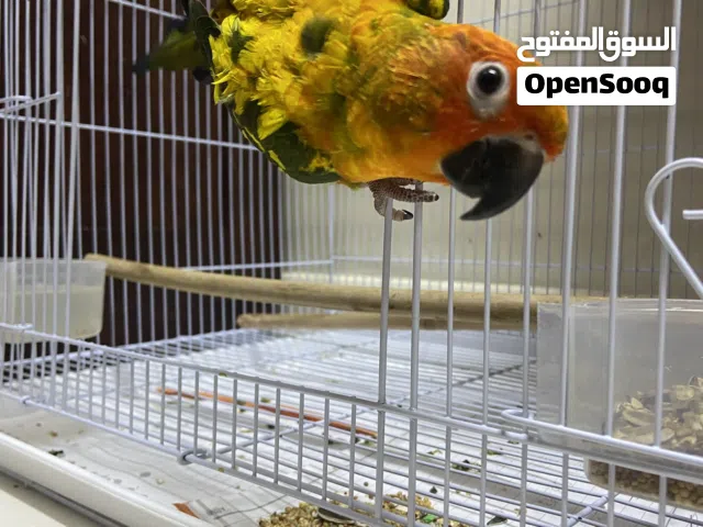 صن كنيور أليف للبيع