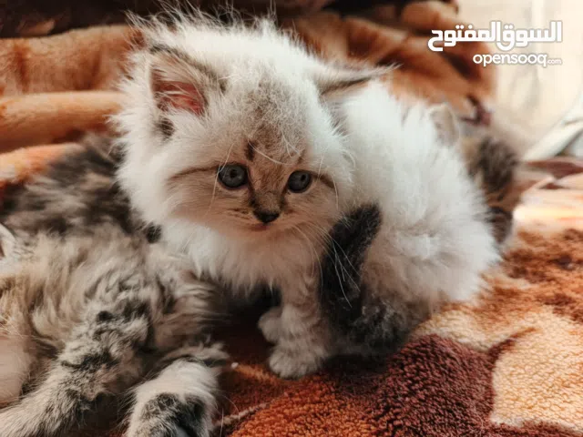 قطط هيمالايا مكس للبيع بعمر صغير للتربية بشكل مميز ولون مميز