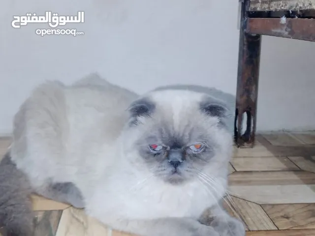 قط سكوتش فولد ذكر وانثى راغدول وكتنز سكوتش