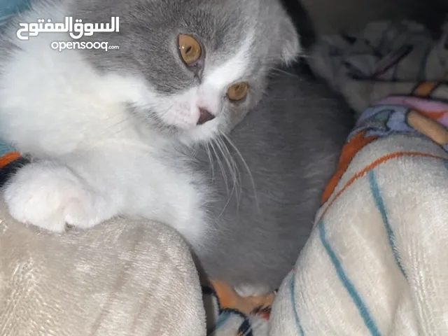 قطط للبيع في اربد نوع سكوتش فولد